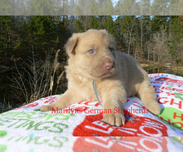 Medium Photo #6 German Shepherd Dog Puppy For Sale in PIEDMONT, MO, USA