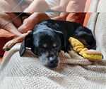 Small #10 Mutt