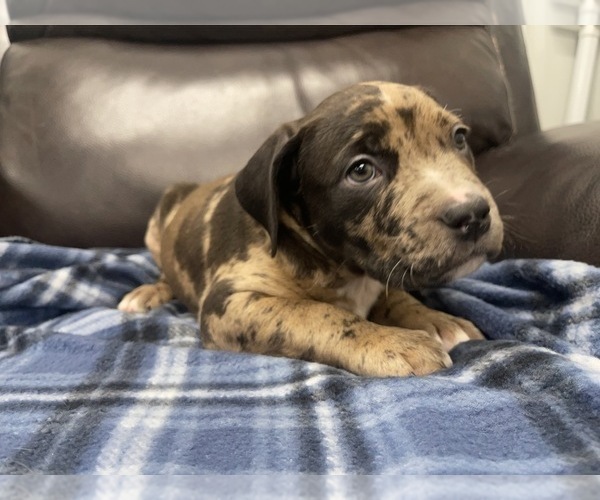 Medium Photo #144 American Bully Puppy For Sale in REESEVILLE, WI, USA