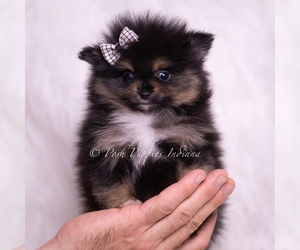 Medium Pomeranian