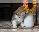 Small #13 Pembroke Welsh Corgi