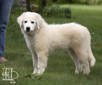 Small Photo #3 Golden Pyrenees Puppy For Sale in ELLENBORO, NC, USA