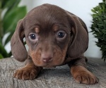 Small #5 Dachshund