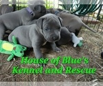 Small Photo #14 American Pit Bull Terrier Puppy For Sale in DELAWARE, OH, USA
