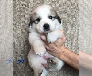 Great Pyrenees Puppy for sale in HESSTON, KS, USA