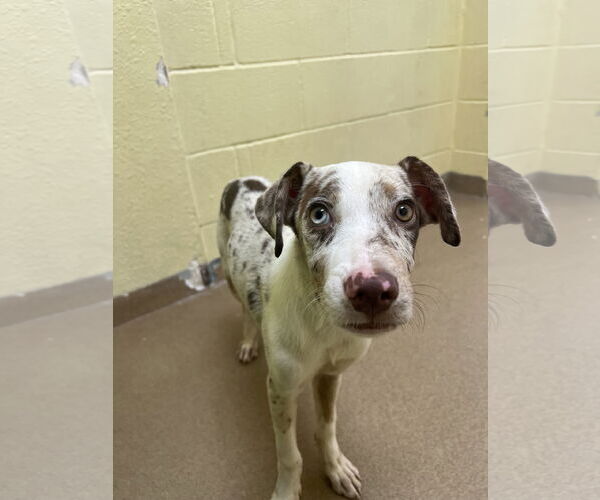 Medium Photo #3 Catahoula Leopard Dog-Unknown Mix Puppy For Sale in Rockaway, NJ, USA