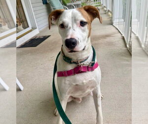 Toby - Male Mutt Dog for Adoption - Photo #18