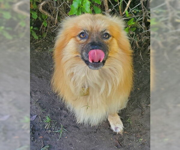 Medium Photo #4 Pomeranian-Unknown Mix Puppy For Sale in Ventura, CA, USA