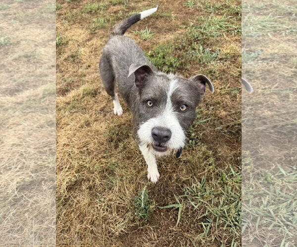 Medium Photo #4 Mutt Puppy For Sale in Woodbury, NY, USA