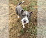 Small #3 Mutt
