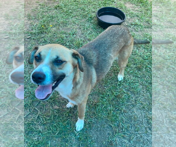 Medium Photo #3 Mutt Puppy For Sale in Bryant, AR, USA