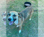 Small #2 Mutt