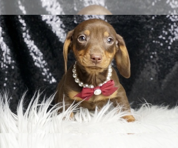 Medium Photo #5 Dachshund Puppy For Sale in WARSAW, IN, USA