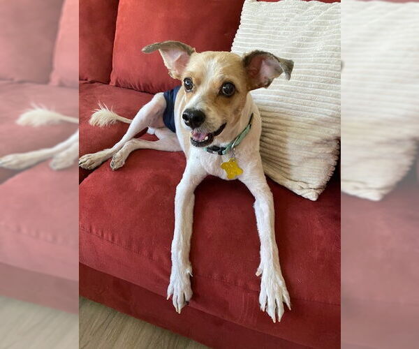 Medium Photo #5 Mutt Puppy For Sale in Sandy, UT, USA