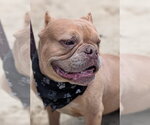 Small Bulldog