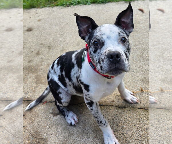 Medium Photo #2 American Pit Bull Terrier-American Staffordshire Terrier Mix Puppy For Sale in Clarkston, MI, USA