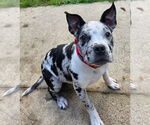 Small #1 American Pit Bull Terrier-American Staffordshire Terrier Mix