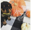 Small Photo #2 Rottweiler Puppy For Sale in IRMO, SC, USA