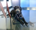 Small #7 Tibetan Terrier Mix