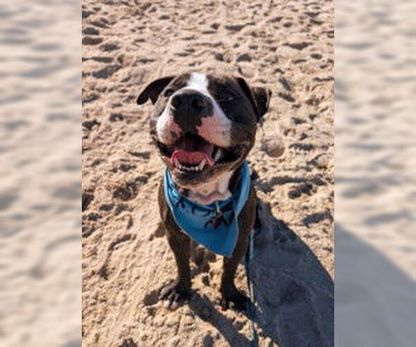 Medium Photo #1 Staffordshire Bull Terrier Puppy For Sale in Salinas, CA, USA