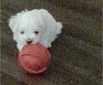 Small Photo #5 Maltese Puppy For Sale in ROSWELL, GA, USA