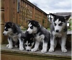 Small Photo #3 Siberian Husky Puppy For Sale in CATAWISSA, PA, USA