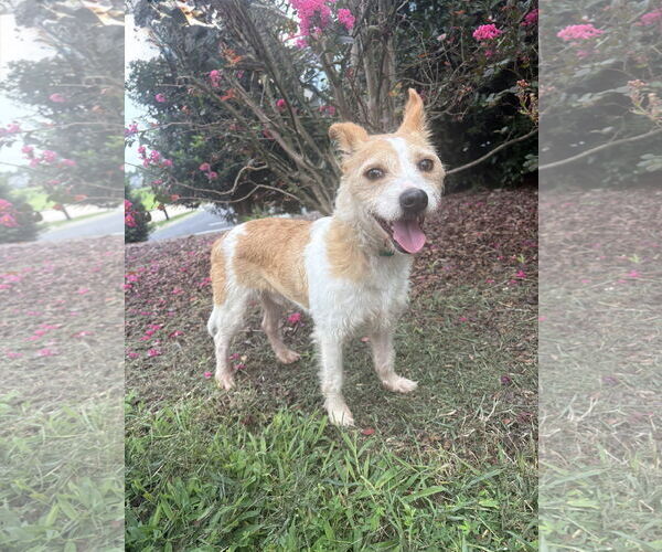 Medium Photo #1 Feist Terrier-Unknown Mix Puppy For Sale in Raleigh, NC, USA