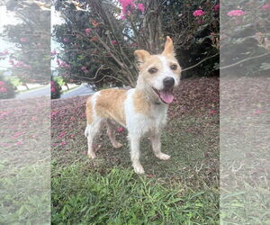 Medium Feist Terrier Mix