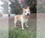 Small Feist Terrier Mix
