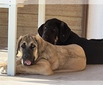 Small Photo #15 Spanish Mastiff Puppy For Sale in GILLETTE, WY, USA