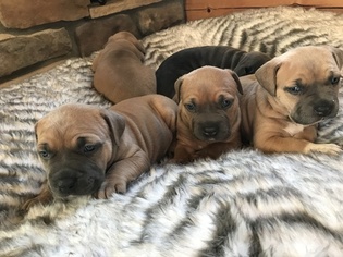 American Pit Bull Terrier Puppy for sale in BATES CITY, MO, USA