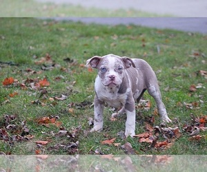 American Bully Puppy for sale in DETROIT, MI, USA
