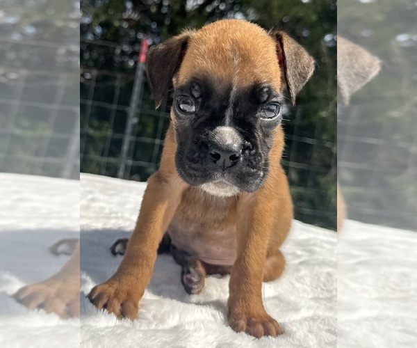Medium Photo #9 Boxer Puppy For Sale in PAWNEE CITY, NE, USA