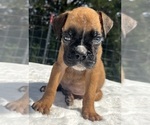 AKC Austin - Male Boxer Puppy for Sale - Photo #9