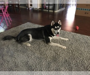 Siberian Husky Puppy for sale in SPRINGFIELD, MO, USA