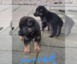 German Shepherd Dog Puppy for sale in WEST YARMOUTH, MA, USA