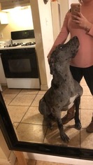 Father of the Great Dane puppies born on 03/17/2019