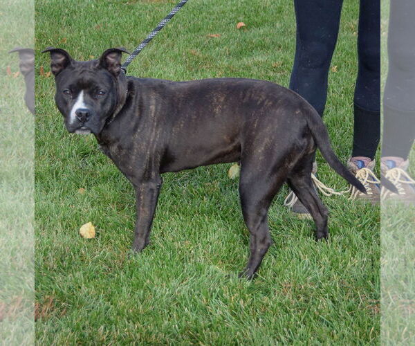Medium Photo #2 American Bulldog-American Staffordshire Terrier Mix Puppy For Sale in Huntley, IL, USA