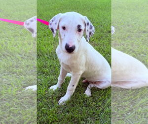 Labrador Retriever-Unknown Mix Dogs for adoption in Rockaway, NJ, USA