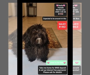 Morkie Poo (Toy) Puppy for sale in TUCSON, AZ, USA