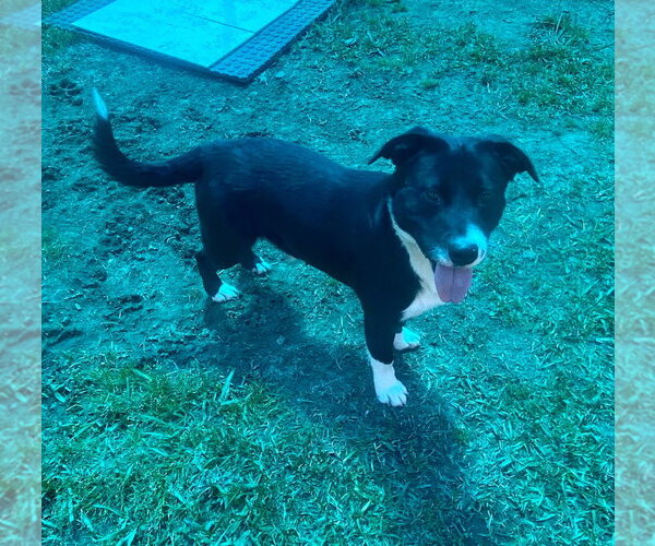 Medium Photo #6 Labrador Retriever-Unknown Mix Puppy For Sale in Bryant, AR, USA