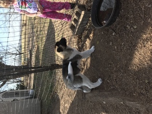 Akita Puppy for sale in BELLE PLAINE, KS, USA