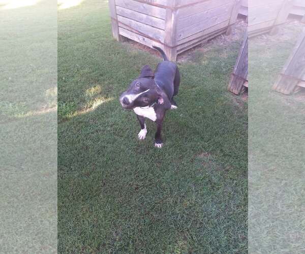 Medium Photo #2 Mutt Puppy For Sale in Greenville, SC, USA