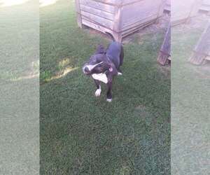 Wyatt - Male Mutt Dog for Adoption - Photo #2