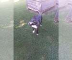 Small Photo #2 Mutt Puppy For Sale in Greenville, SC, USA