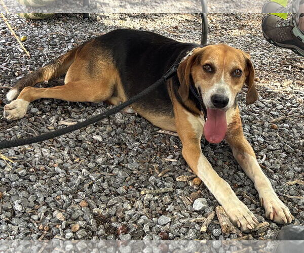 Medium Photo #5 Mutt Puppy For Sale in Rustburg, VA, USA