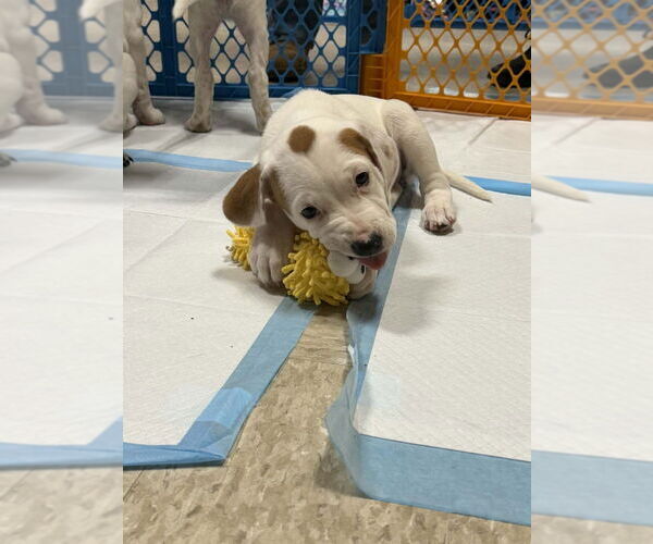 Medium Photo #7 Mutt Puppy For Sale in Wenonah, NJ, USA