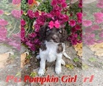 Small Photo #2 Cockapoo Puppy For Sale in BELDING, MI, USA