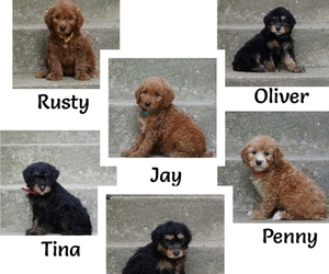 Miniature American Shepherd-Poodle (Miniature) Mix Litter for sale in SUGARCREEK, OH, USA