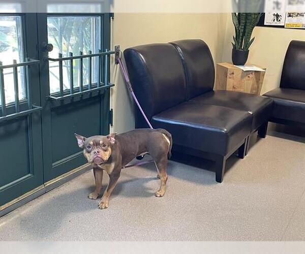 Medium Photo #1 French Bulldog Puppy For Sale in Pasadena, CA, USA